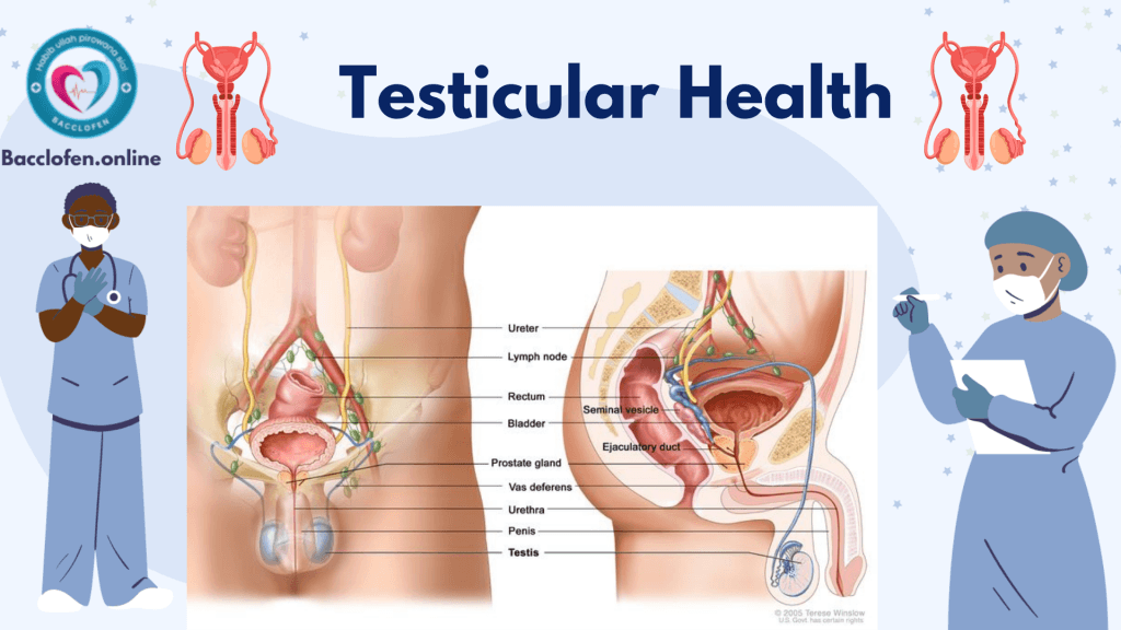 Testicular Health: Key Facts & Essential Care Tips for Men